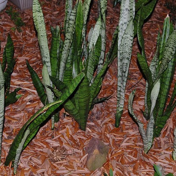 Sansevieria (snake plant)