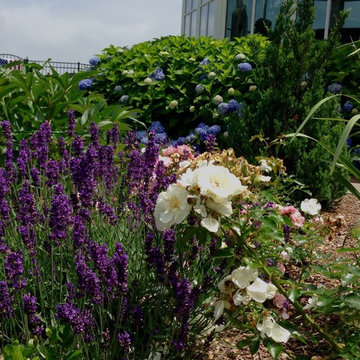 English Country Garden