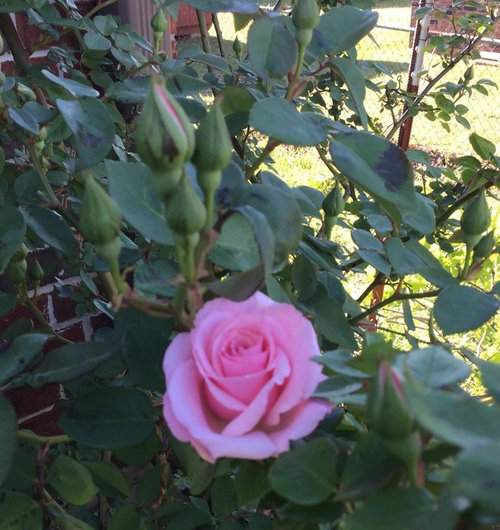 Just the beginning of blooms