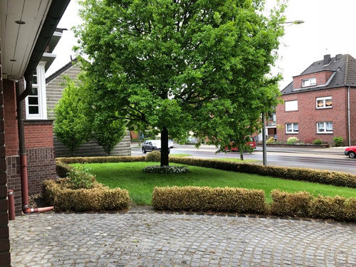 Ersatz Buchsbaumhecke