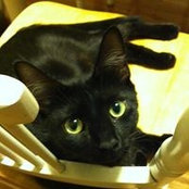 Lisa Verrilli's photo