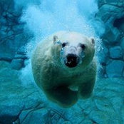 Sea Bears billede