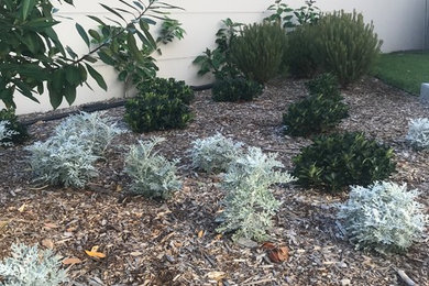 Photo of a mid-sized contemporary backyard full sun xeriscape for spring in Newcastle - Maitland with mulch.