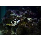 Andreas Susanto's photo