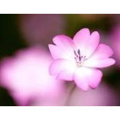 Ashika Agrawal's photo
