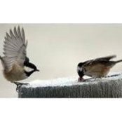 Claudia Chapman Webb's photo