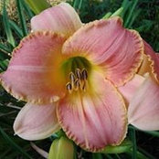 Carole Evans's photo