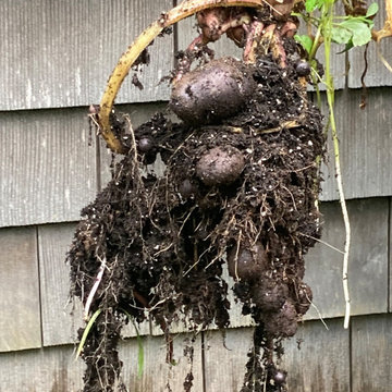 Vegetable Gardens, Sag Harbor, NY