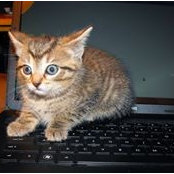 Cat Shaffer's photo