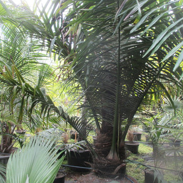 Palm Tree Catalog  (will have hundreds to view - work in progress)