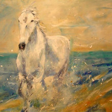 wild horses