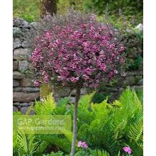 Lavender plant ideas