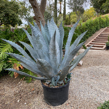 Hard Scapes complete the garden
