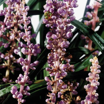 Cleopatra™ Liriope Liriope muscari 'Bigun' PP#15474