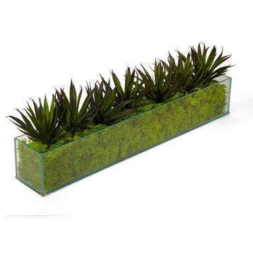 Agave in Rectangular Glass Box With Green Moss