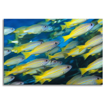 School of Yellow Tropical Fish Animal Wildlife Photo Canvas Wall Art Print, 18" X 24"