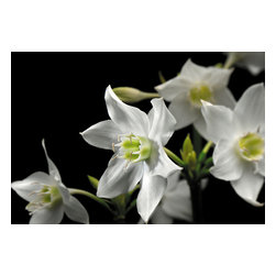 American Wallpaper & Design - White Flower Mural Wallpaper - Wallpaper