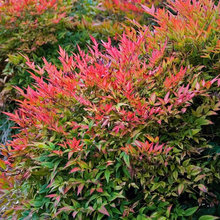 shrubs