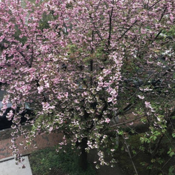 Cherry Blossoms | Georgetown, Washington DC New Residence