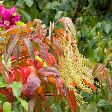 Great Design Plants