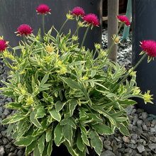 Garden Plants