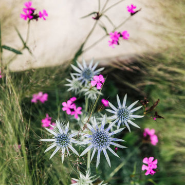 College Fields-summer-blooms-garden-design
