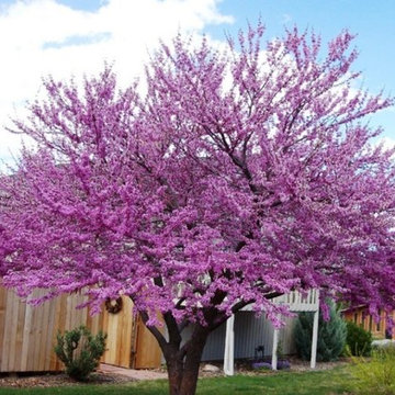 Eastern Redbud
