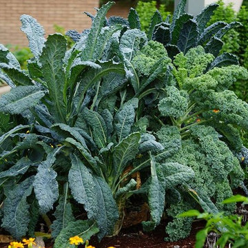 Vegetable Garden Planning