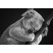 Jeff Wismann's photo
