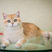 Анжелика Еремина's photo