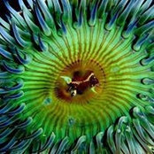 Robert Anemone's photo