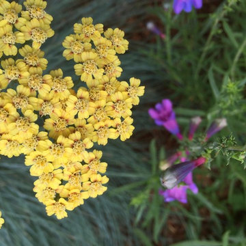 North Berkeley, deer and drought tolerant