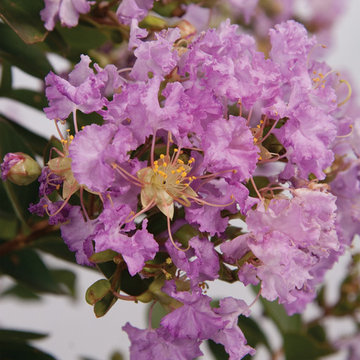 Early Bird™ Crapemyrtle Lavender Lagerstroemia hybrids