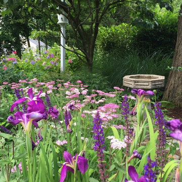 Perennial Garden