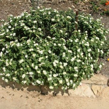 White Trailing Lantana