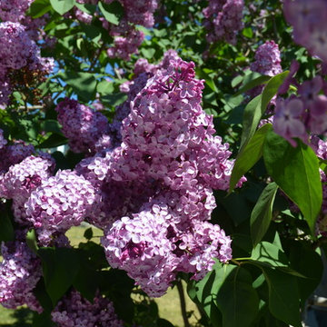 Flowering Shrubs