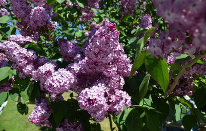 When Should You Prune Your Trees and Shrubs?