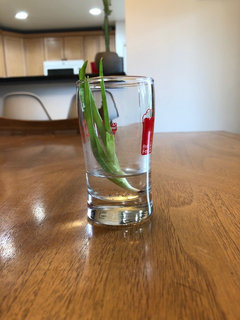 aloe propagation | Houzz Forum