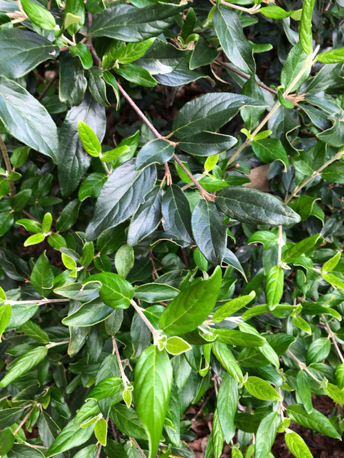 Help ID viburnum & suggest alternative plants