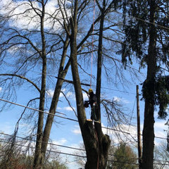 Tony Tree Service