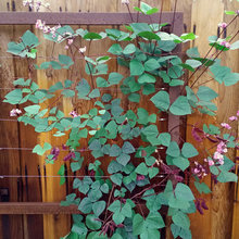 Trellises