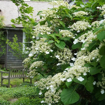 Climbing hydrangea