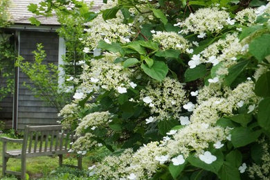 Design ideas for a landscaping in DC Metro.