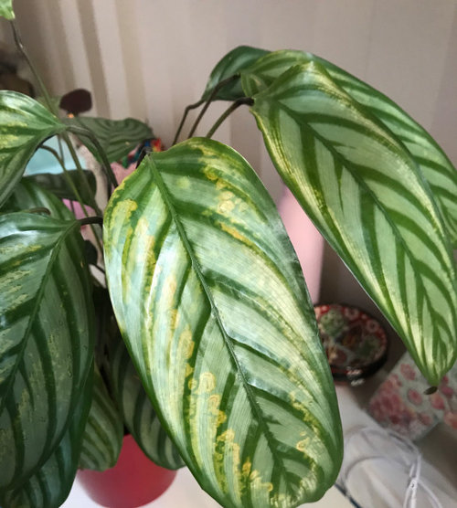 My calathea has these yellow spots don’t know what to do!