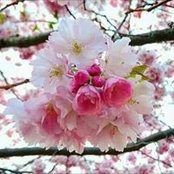 Nanis Salem's photo