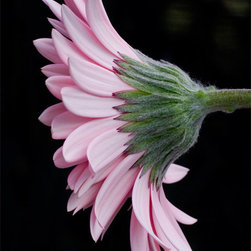 Gerbera Daisy #4 - Fine Art Prints
