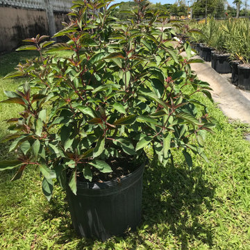 Firebush - 7 Gallons