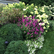 Back GardenA