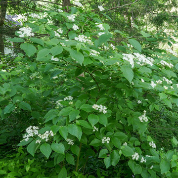 Roundleaf Dogwood