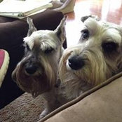 Yvette Frye's photo